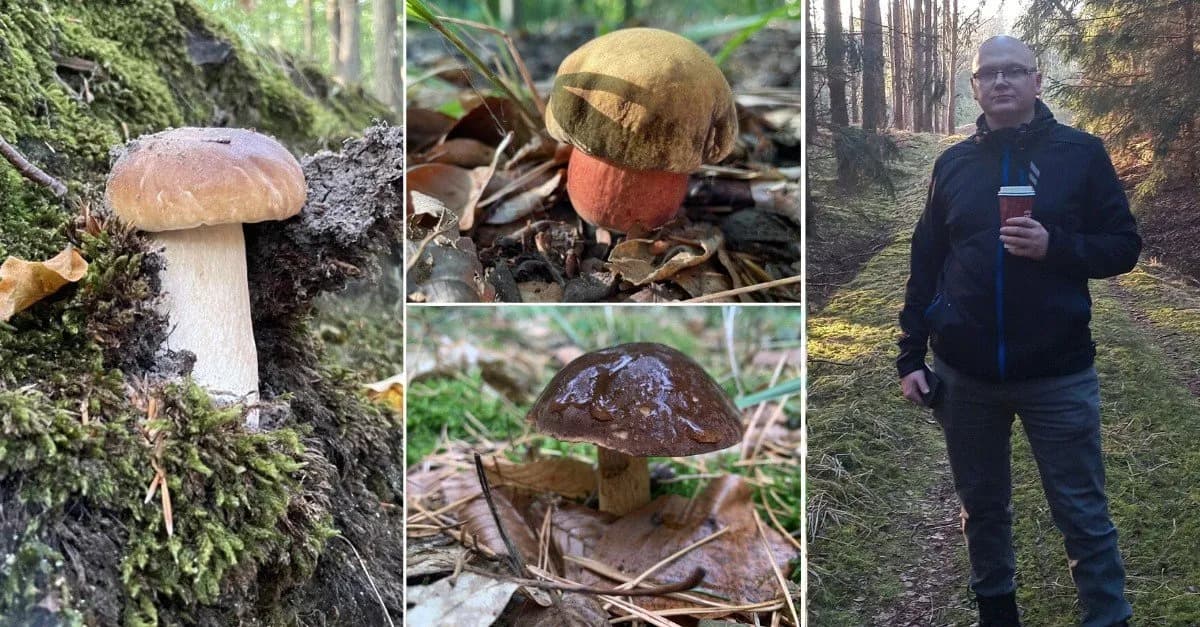 Gdzie na grzyby Szczecin? Odkryj najlepsze miejsca na grzybobranie Gdzie na grzyby Szczecin? Odkryj najlepsze miejsca na grzybobranie