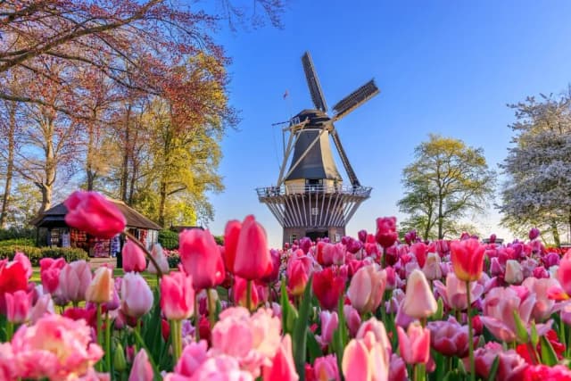 Keukenhof kiedy najlepiej jechać, aby uniknąć tłumów i cieszyć się tulipanami Keukenhof kiedy najlepiej jechać, aby uniknąć tłumów i cieszyć się tulipanami