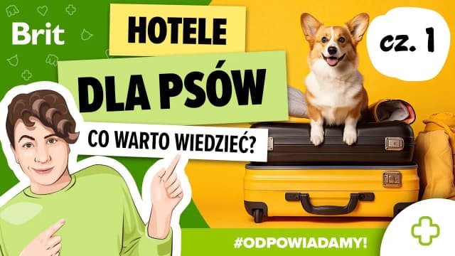 Jak wygląda hotel dla psów? Przewodnik po warunkach i usługach Jak wygląda hotel dla psów? Przewodnik po warunkach i usługach
